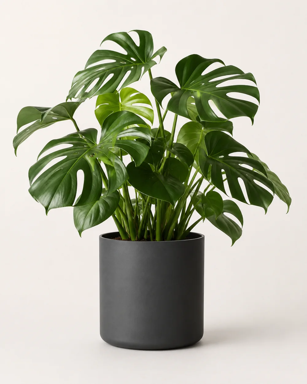 モンステラ 8号
